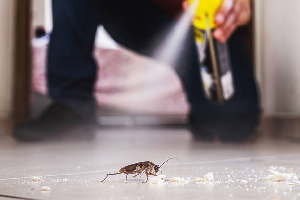 Best Wasp Removal Services  in Navarre, OH