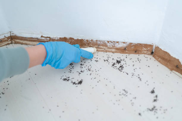 Wasp Removal Services in Navarre, OH